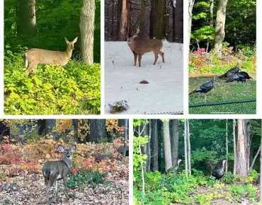 
Condotti Dr <a href='https://luckyalan.com/community.php?community=Vaughan:West Woodbridge'>West Woodbridge, Vaughan</a> 3 beds 3 baths 1 garage $1.199M